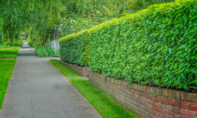 Grön häck längs trottoar för insynsskydd i trädgård.
