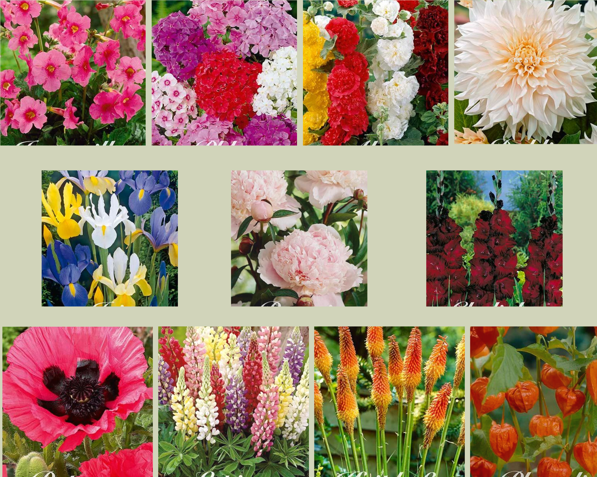 Färgglada blommor: Dahlia, Alcea, Flox, Gladiolus, Incarvillea, Iris, Kniphofia, Lupiner, Pioner, Physalis och Vallmo.