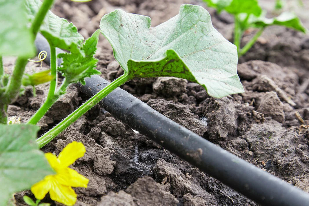 Droppbevattning för häckar med slang nära växter och blomma.