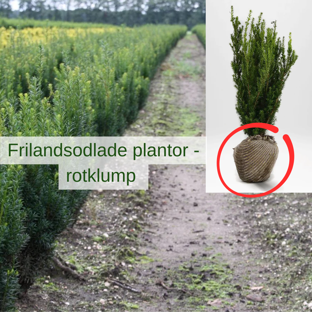 Frilandodlade plantor med rotklump, fördelar och nackdelar i fokus.
