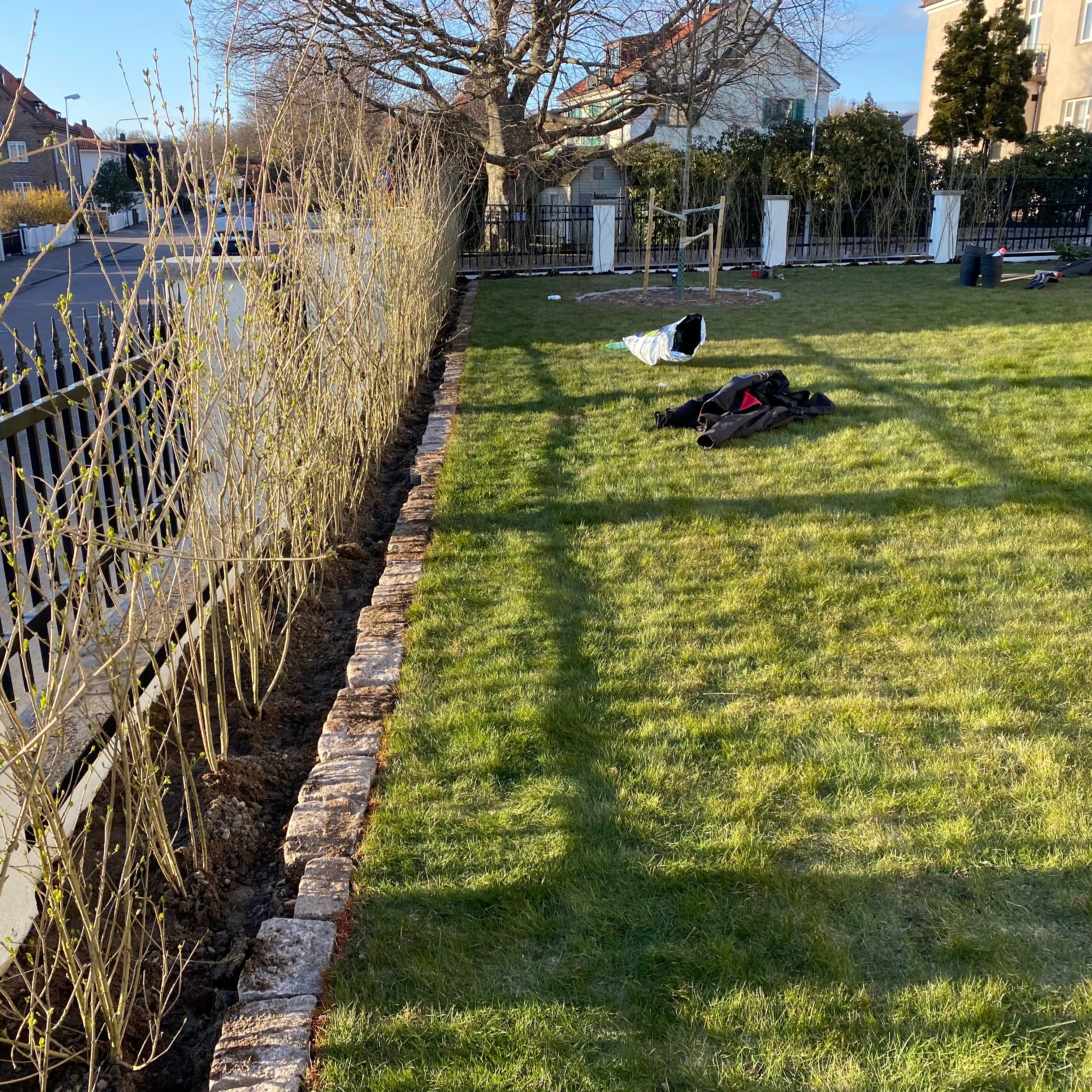 Nyplanterad ligusterhäck längs en stenrad i en grönskande trädgård.