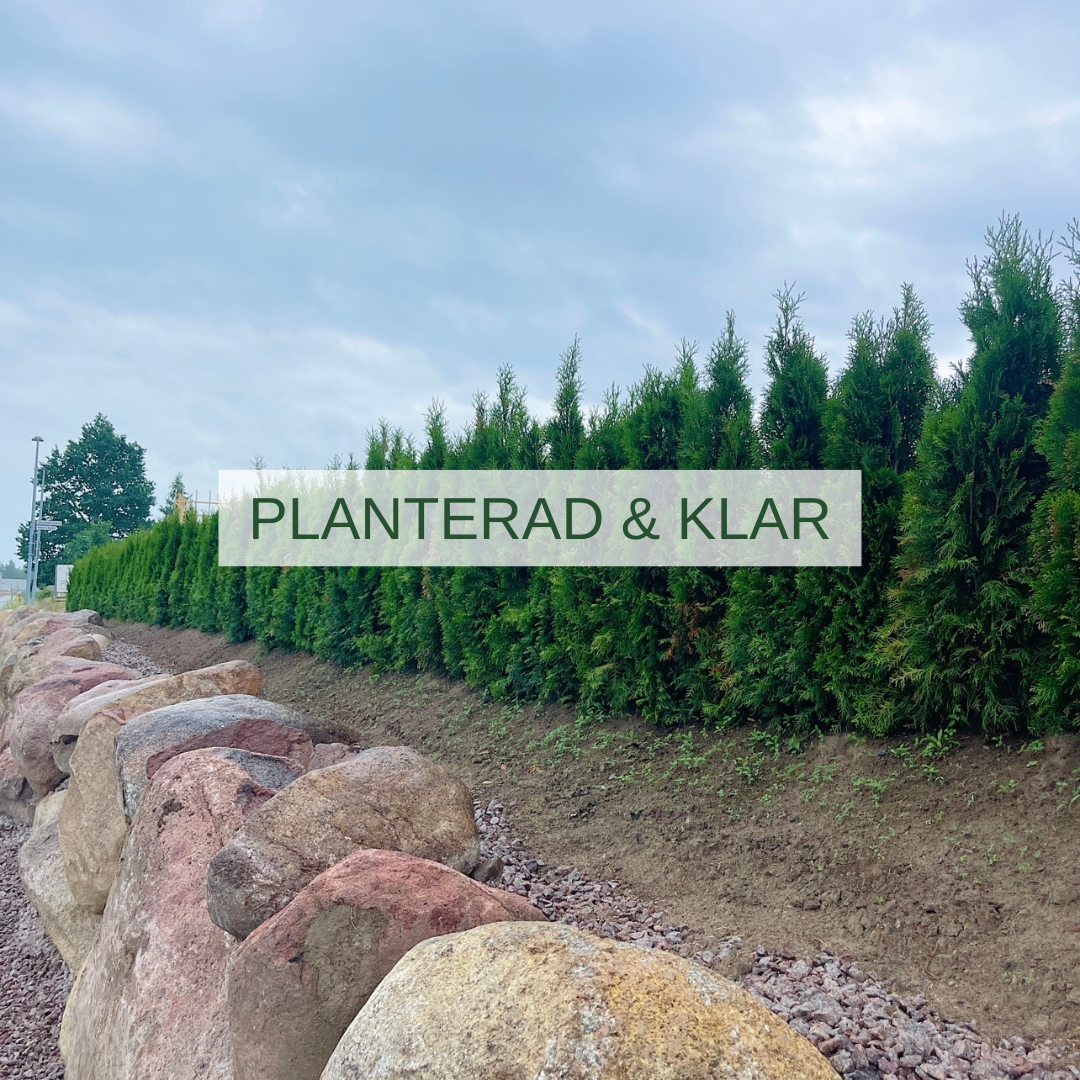 Planterad och klar häck med gröna tujor och stenar i förgrunden.