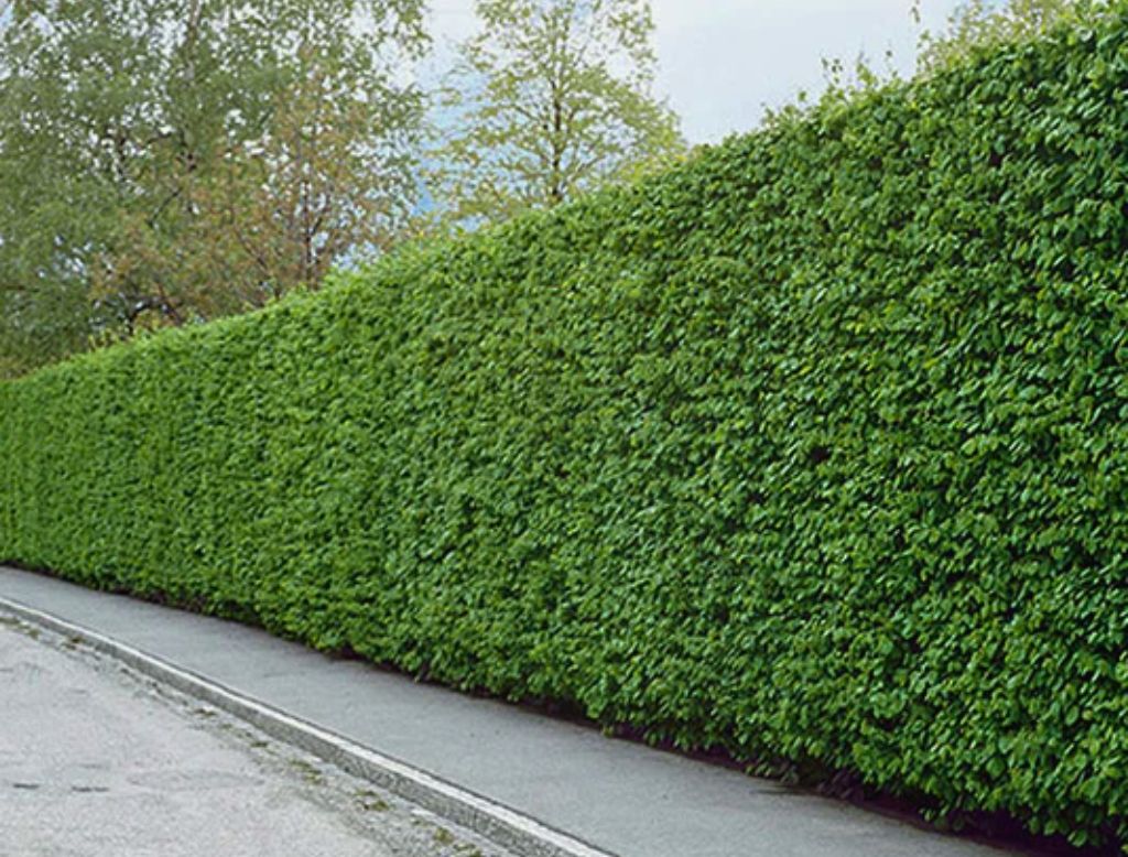 Tät vintergrön häck längs en trottoar, omgiven av frodig grönska.