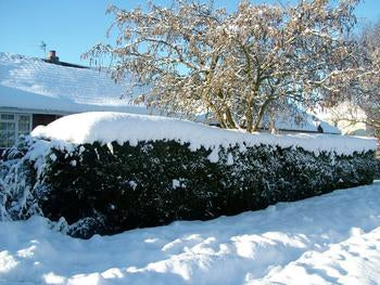Snötäckt häck och träd framför ett hus under en klar vinterdag.