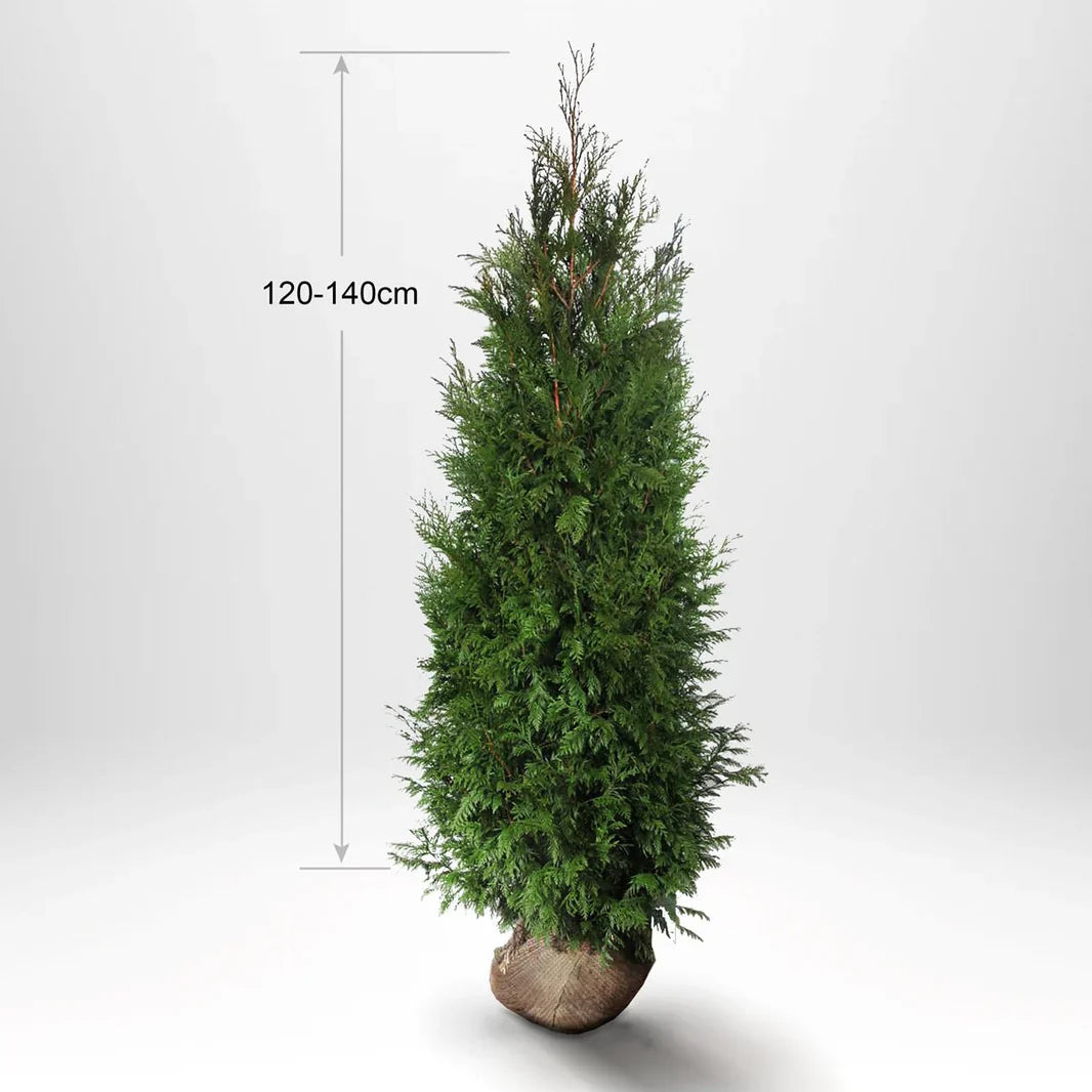 Thuja Martin, 120-140 cm hög, en tålig och populär häckväxt för trädgårdar.