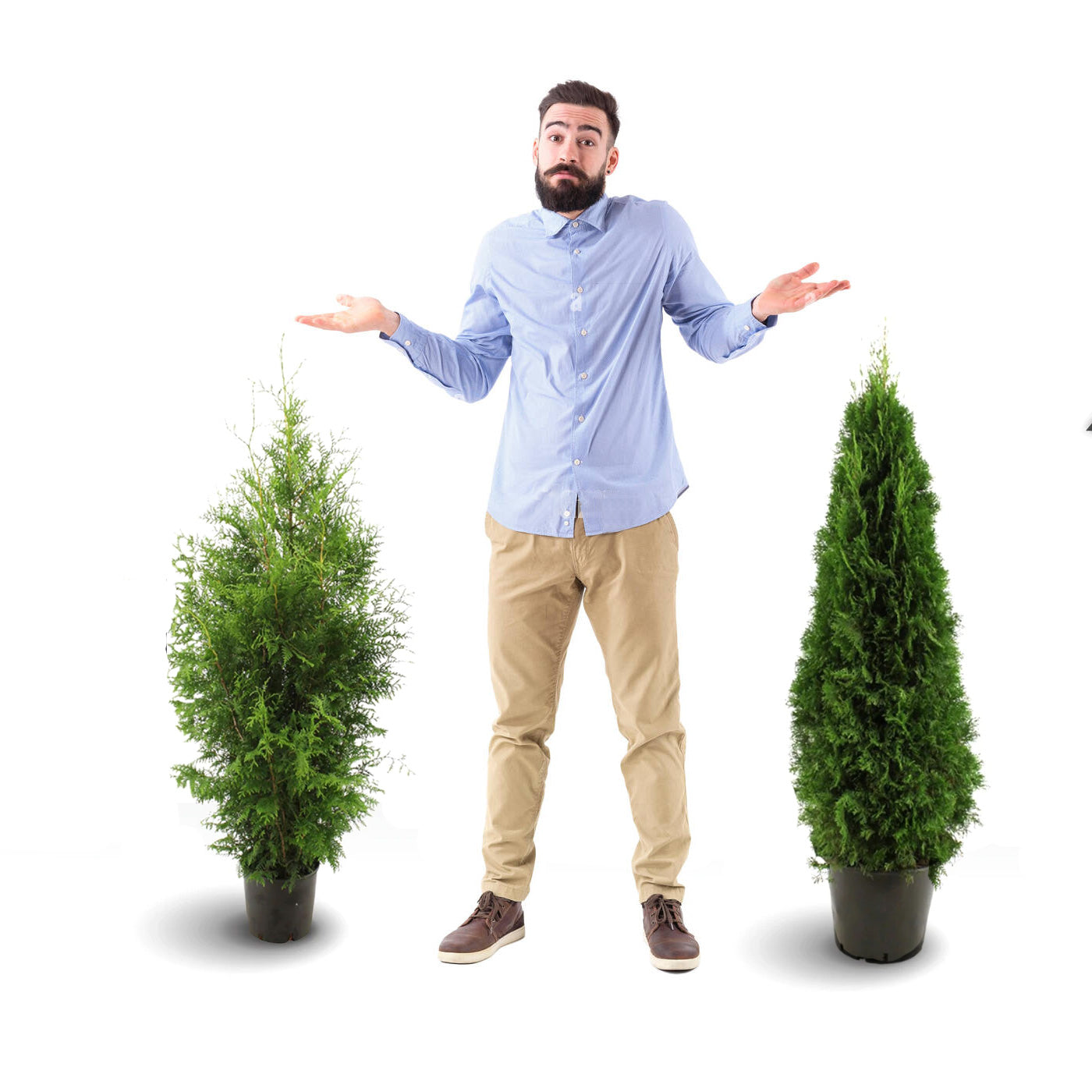 Man jämför Thuja Brabant och Thuja Smaragd i krukor.