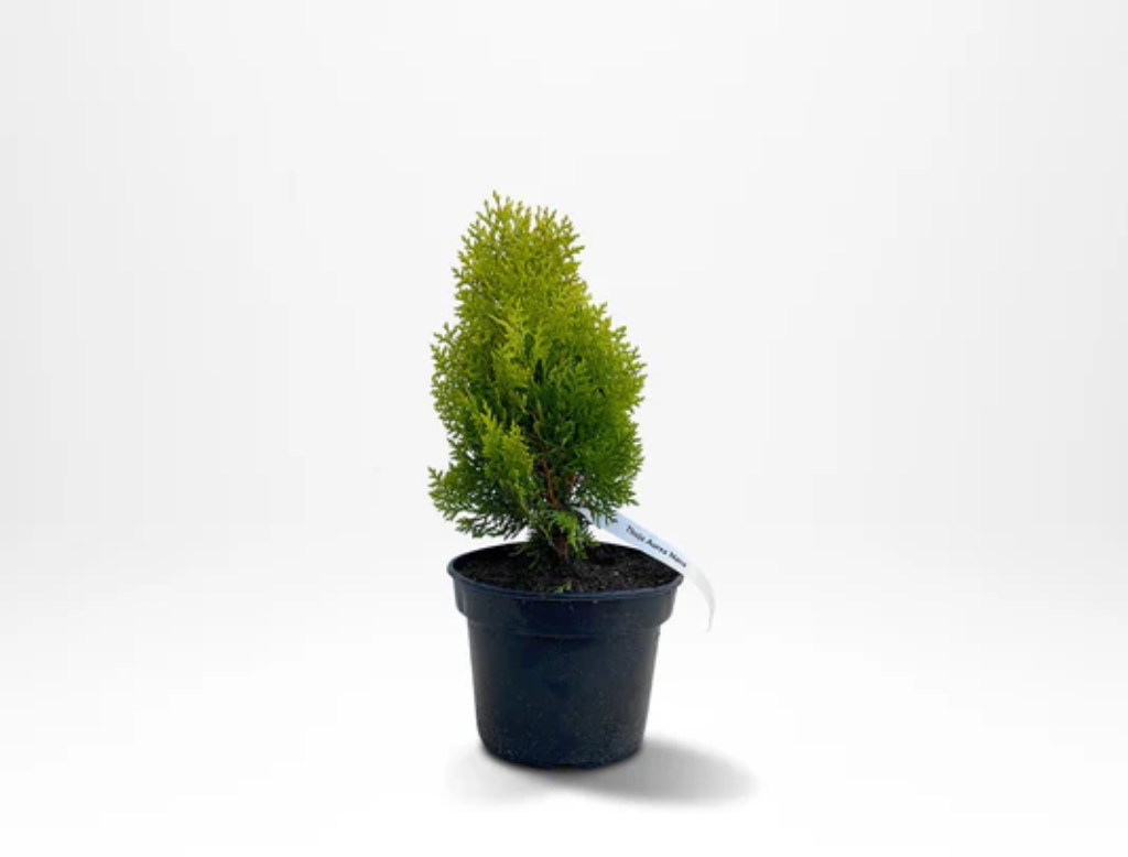 Liten grön barrväxt i svart kruka, perfekt för växthus och trädgårdsodling.