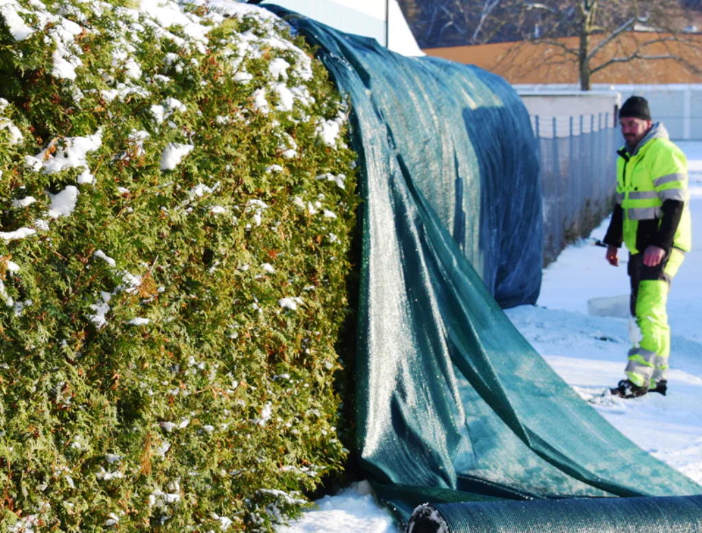 Skydd av vintergröna växter med presenning för vintersäsongen.