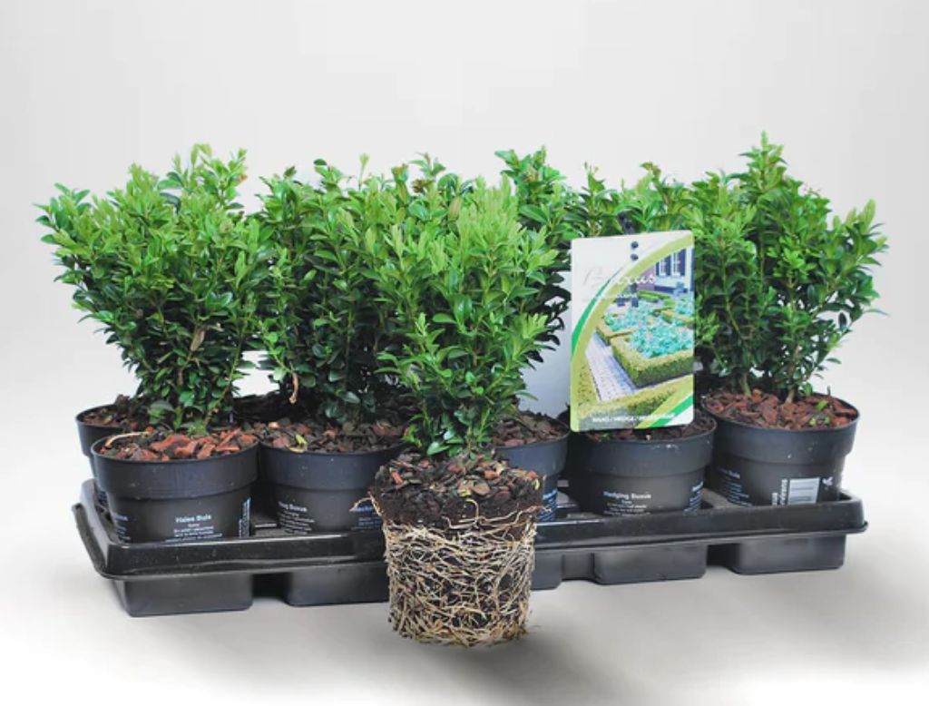 Taxus hillii plantor i krukor med synliga rötter, redo för plantering.
