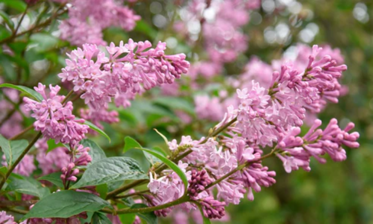 Närbild av blommande syrener i lila nyanser i en grönskande trädgård.
