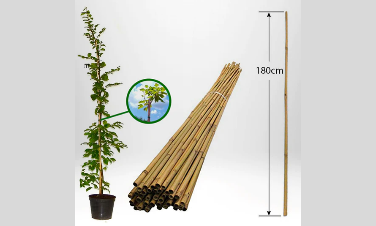 Bambuplantor och bambupinnar, 180 cm långa, för trädgårdsanvändning.