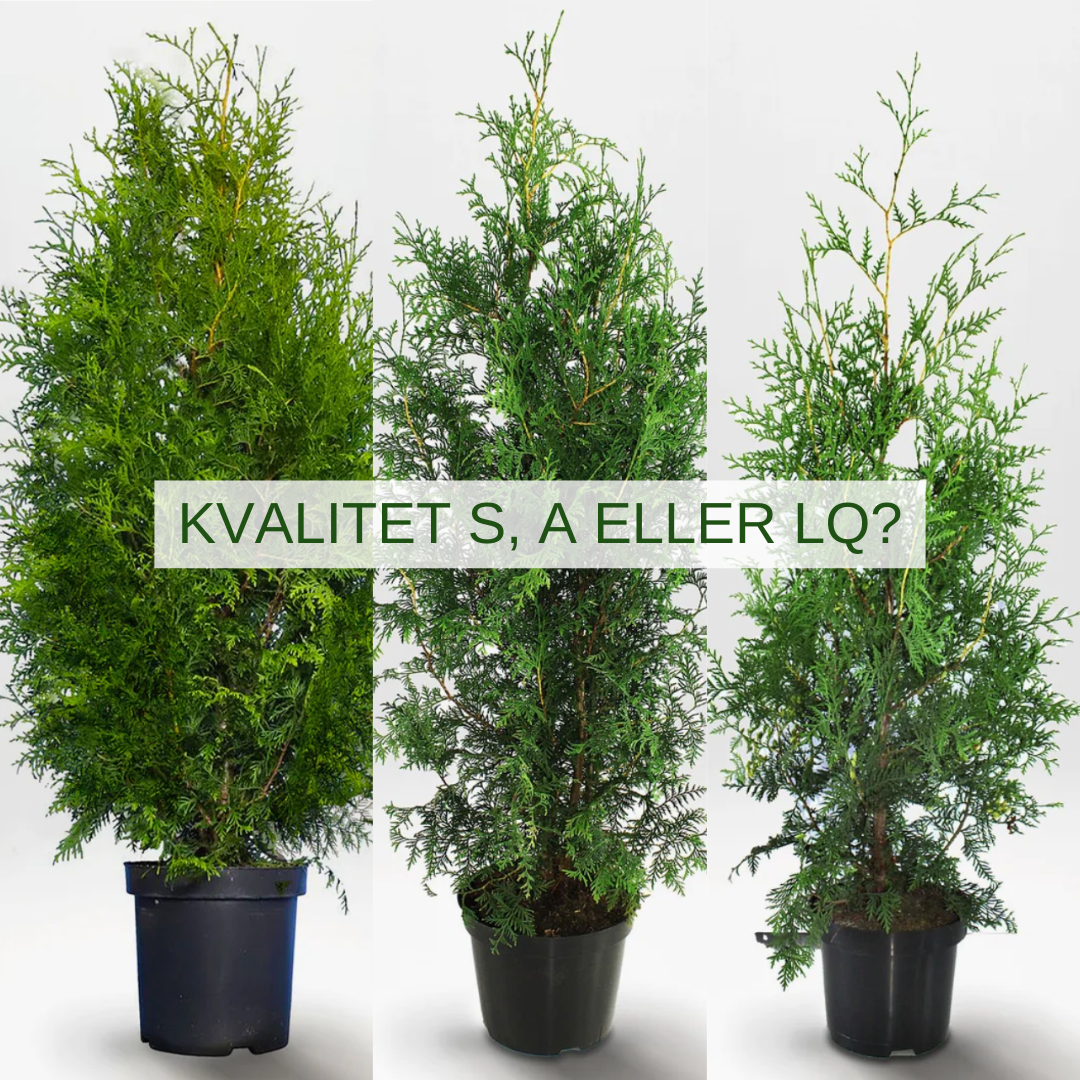Tre tujor i olika kvaliteter: S, A och LQ, för jämförelse och val.