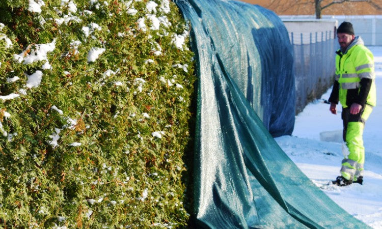 Skuggnät skyddar växter från vintersol och frost, trädgårdsarbete i snö.