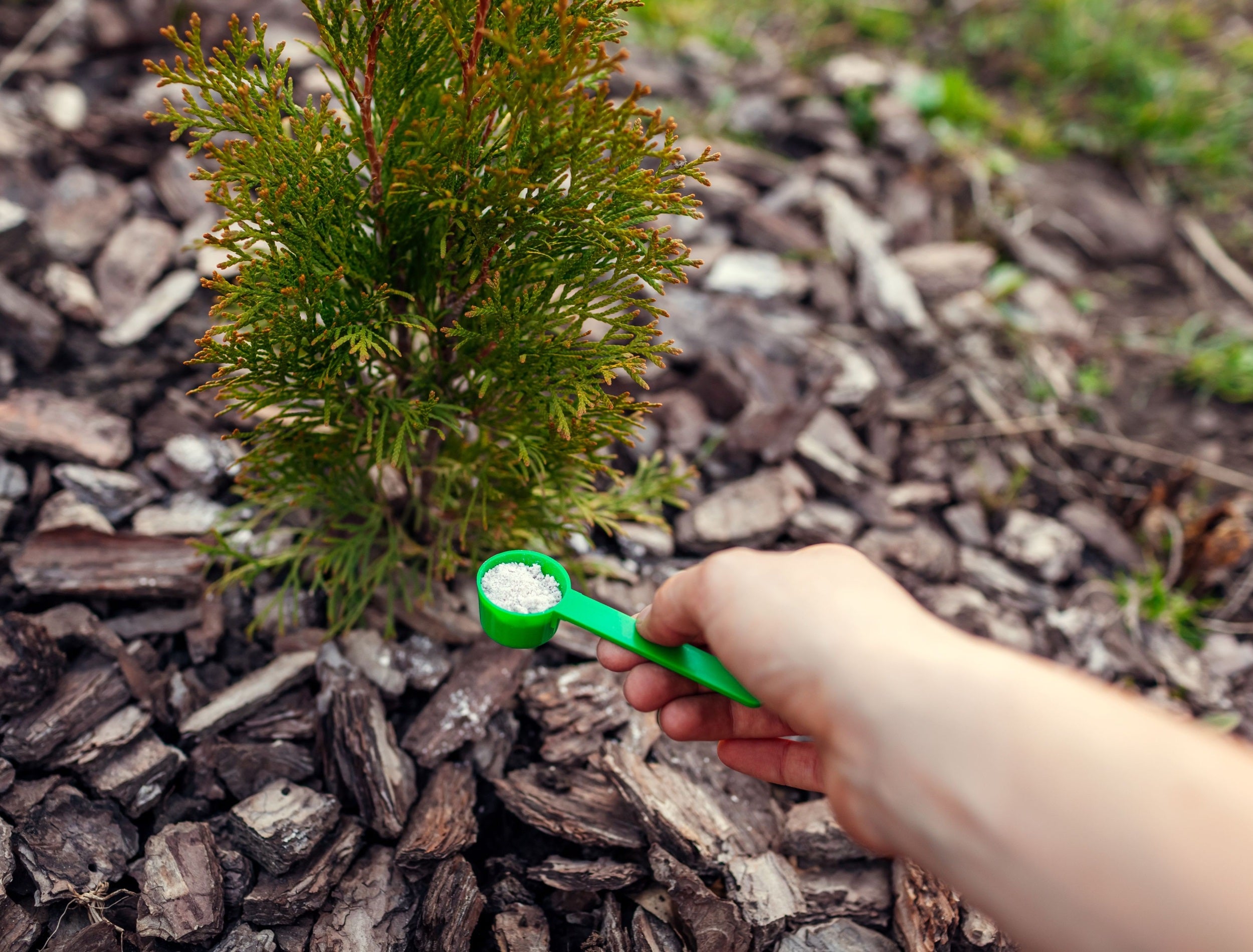 Gödsling av thuja med granulatgödsel för friskare vintergröna växter.
