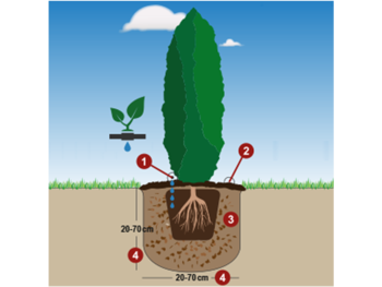 Illustration av plantering av Thuja med steg för steg-guide och måttangivelser.