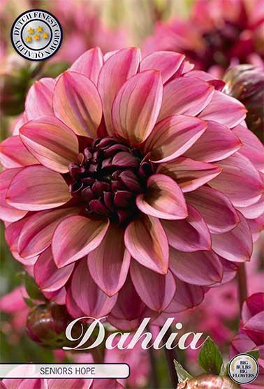 Dahlia Seniors Hope med rosa och lila nyanser, perfekt för trädgården.