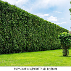 Tät och välvårdad häck av Thuja Brabant i grönskande trädgård.