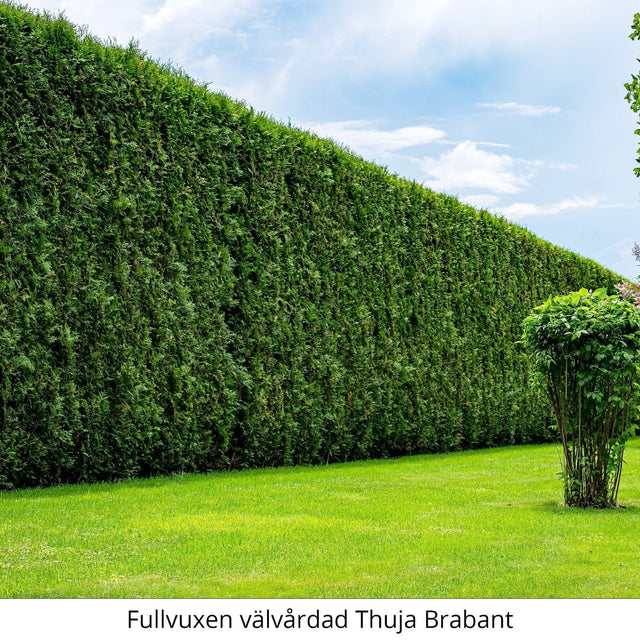 Tät och välvårdad häck av Thuja Brabant i grönskande trädgård.