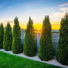 Thuja Smaragd i storpack – tät häck med fri frakt, vacker solnedgång.