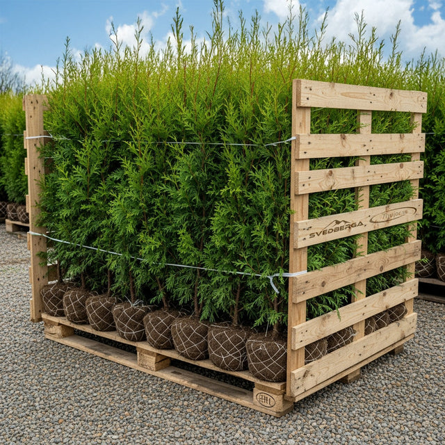Thuja Brabant storpack - rotklump med fri frakt