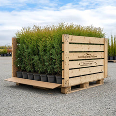 Collection image for: Thuja Brabant storpack - krukodlad med fri frakt