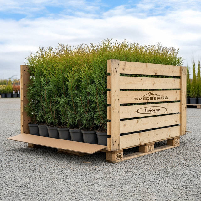 Thuja Brabant storpack - krukodlad med fri frakt