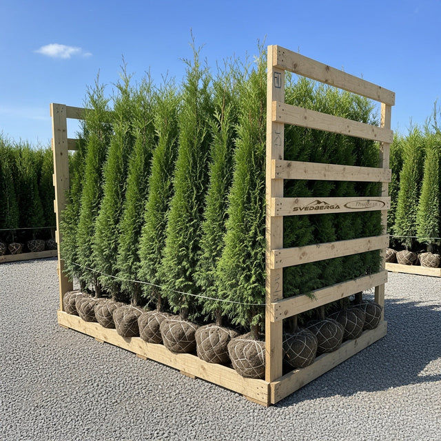 Thuja Smaragd storpack - rotklump med fri frakt