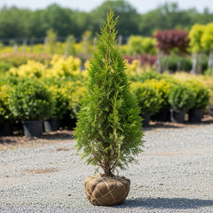 Collection image for: Thuja Outlet - Billigaste Thujorna