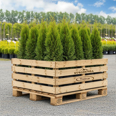 Collection image for: Thuja Smaragd storpack - krukodlad med fri frakt