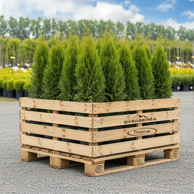 Thuja Smaragd storpack - krukodlad med fri frakt