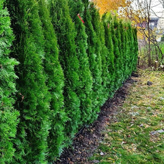 Tät rad av gröna häckplantor i trädgårdsmiljö.