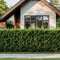 En tät och välskött häck av Thuja Brabant framför ett modernt hus.