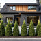 Thuja Fastigiata
