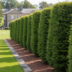 Collection image for: Thuja Brabant - Kvalité LQ