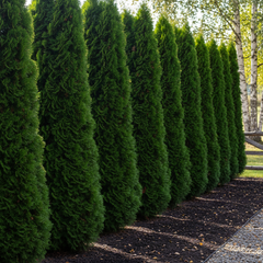 Collection image for: Thuja Smaragd - Kvalité LQ