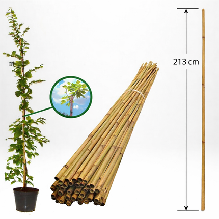 Köp Bambupinne för Stöd 213 cm 16/18 mm - Storpack 50 st - Fraktfri Agro de Aren B.V Bambupinne