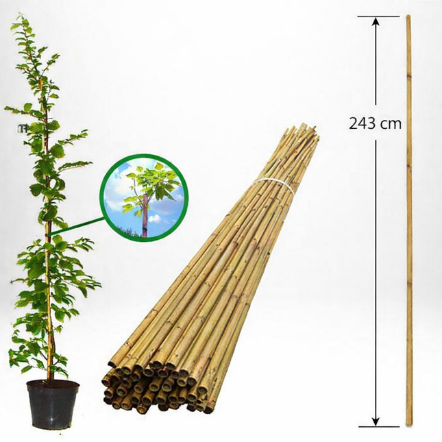 Köp Bambupinne för Stöd 243 cm 20/22 mm - Storpack 50 st - Fraktfri Agro de Aren B.V Bambupinne