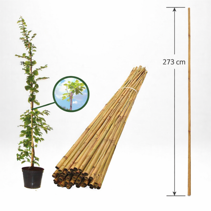 Köp Bambupinne för Stöd 273 cm 18/20 mm - Storpack 50 st - Fraktfri Agro de Aren B.V Bambupinne