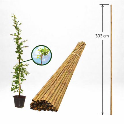 Köp Bambupinne för Stöd 303 cm 22/24 mm - Storpack 25 st - Fraktfri Agro de Aren B.V Bambupinne