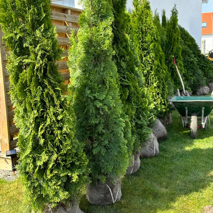 Köp Planterad & Klar Thuja Smaragd 120-140 cm Svedberga Vadstena Planterad & Klar