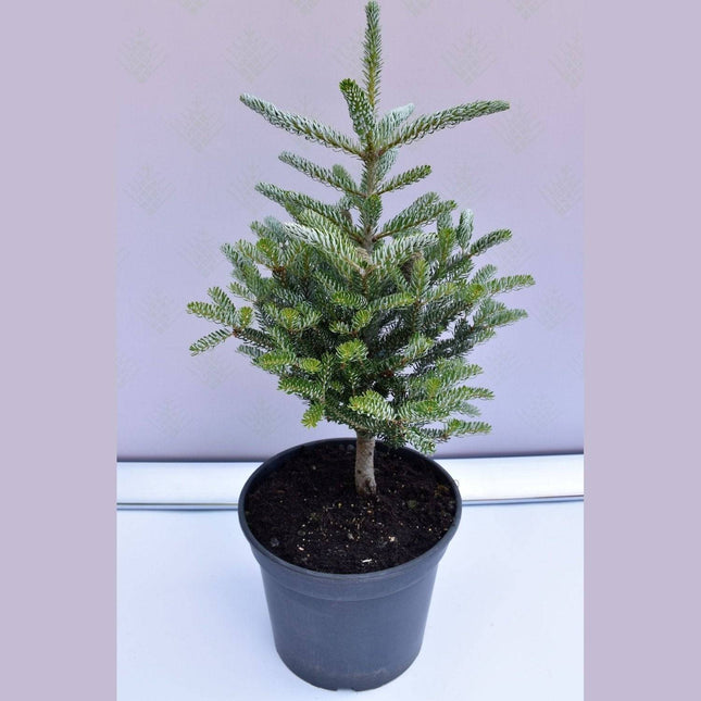 Köp Abies koreana Silberlocke C10 - krukodlad Debski