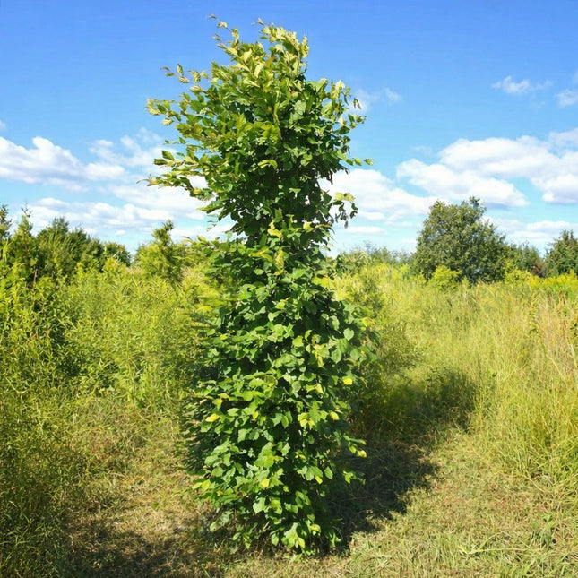 Köp Avenbok 200-250 cm 2:a klass - Svenskodlad Svedberga Plantskola AB Häckväxter