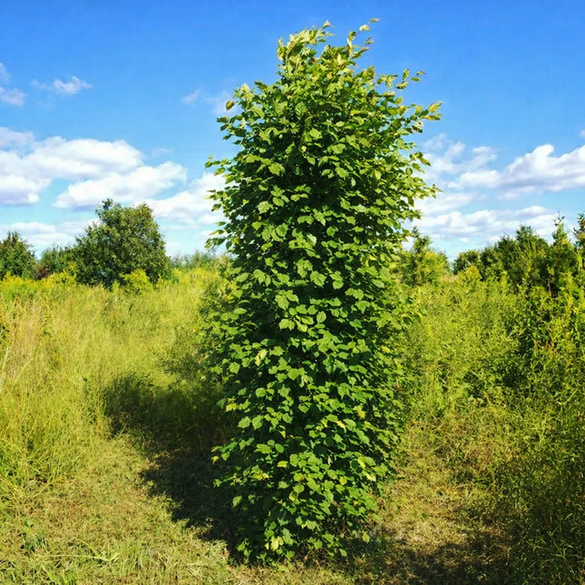 Köp Avenbok XXXL 200-250 cm 1:a klass - Svenskodlad Svedberga Plantskola AB Häckväxter