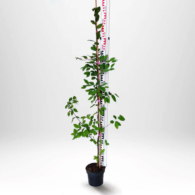 Köp Avenbok, Carpinus betulus 100-120 cm, Co 3,5 » Kvalitet LQ Remco Avenbok