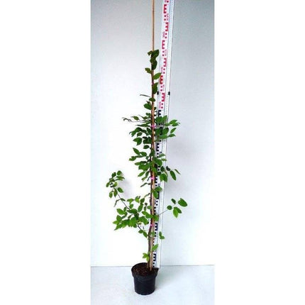 Köp Avenbok, Carpinus betulus 100-120 cm, Co 2-3 » Kvalitet S Debski Avenbok
