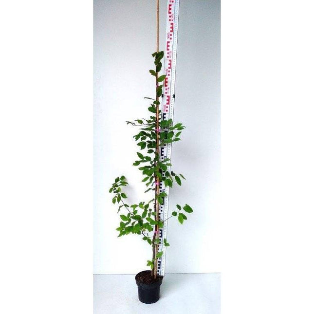 Köp Avenbok, Carpinus betulus 100-120 cm, Co 2-3 » Kvalitet S Debski Avenbok