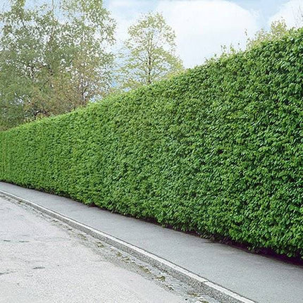 Köp Avenbok, Carpinus betulus 100-120 cm, Co 3,5 » Kvalitet LQ Remco Avenbok