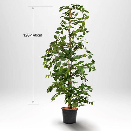 Köp Avenbok, Carpinus betulus 125-150 cm, Co 5 » Kvalitet LQ Remco Avenbok