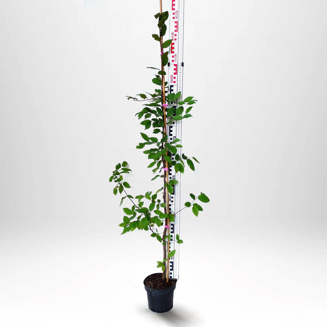 Köp Avenbok, Carpinus betulus 100-120 cm, Co 2-3 » Kvalitet A Debski Avenbok