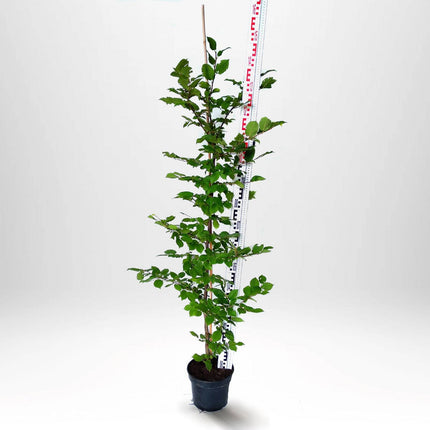 Köp Avenbok, Carpinus betulus 150-175 cm, Co 5 » Kvalitet LQ Remco Avenbok